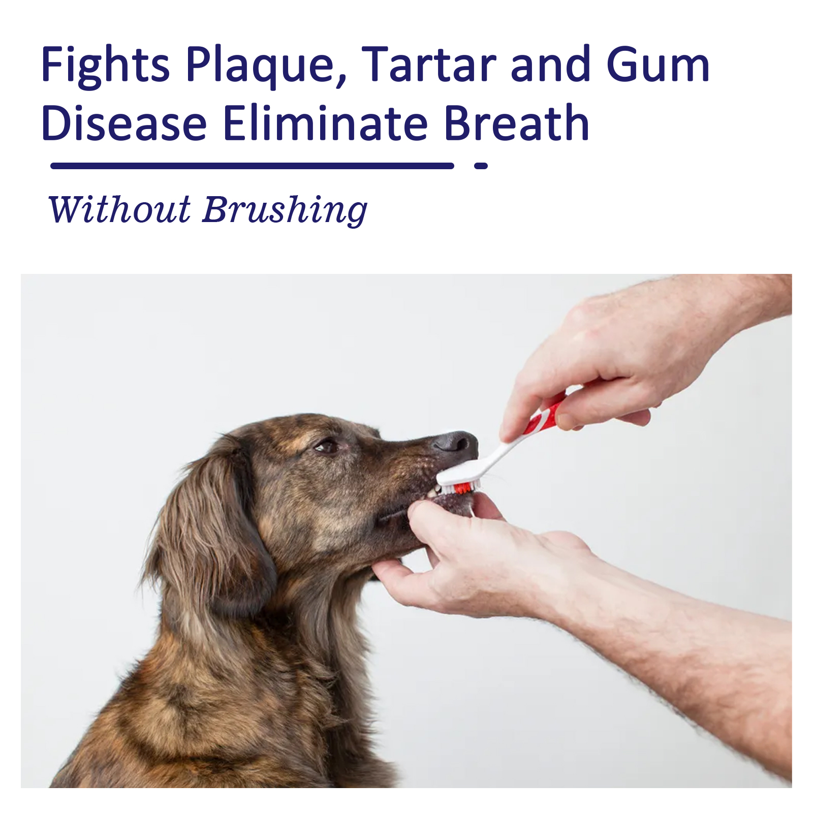 Pet Toothpaste Reduce Tartar R - Teeth Whitening Gum ulasan dan harga