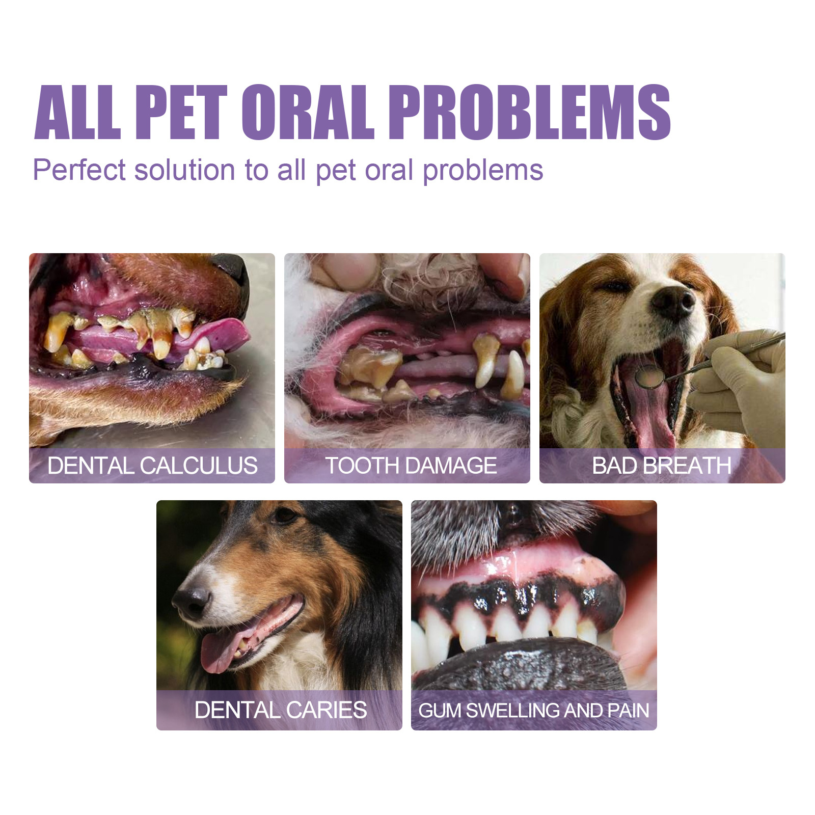 Pet Oral Repair Gel Puppy Tart - Teeth Whitening Essence ulasan dan harga