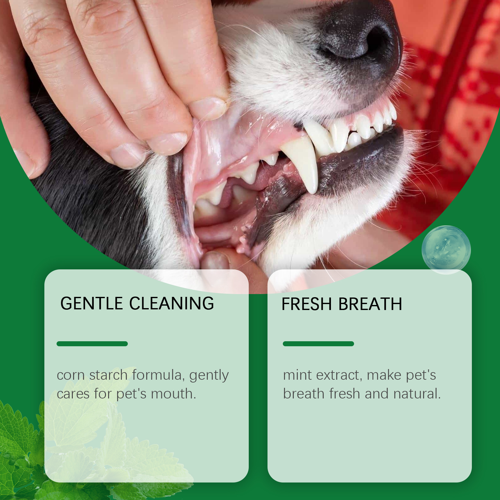 Pet Teeth Cleaning Powder Redu - Teeth Whitening Essence ulasan dan harga
