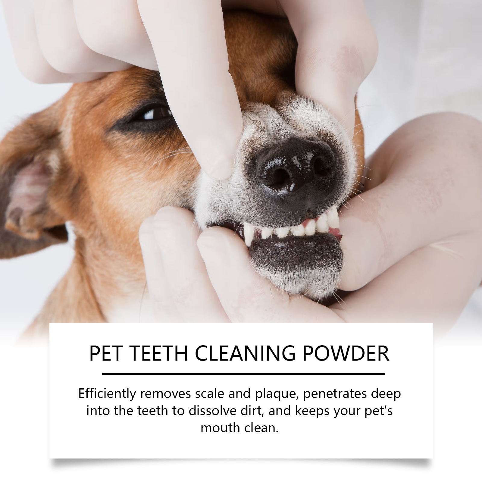 Pet Teeth Cleaning Powder Redu - Teeth Whitening Essence ulasan dan harga
